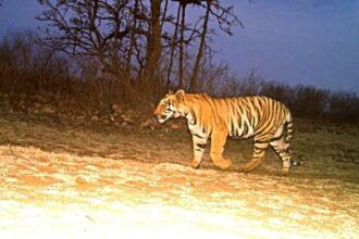 Night of terror in MP village: Tiger that mauled woman returns to house for 2nd attack, panicked villagers assault officials