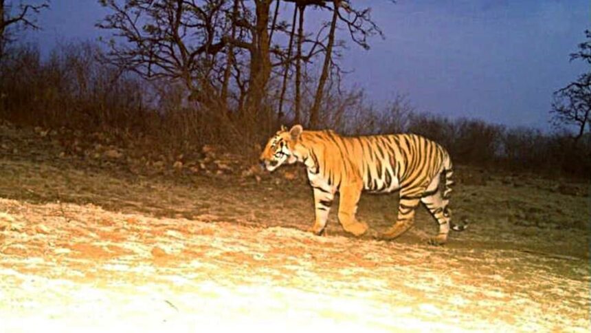 Night of terror in MP village: Tiger that mauled woman returns to house for 2nd attack, panicked villagers assault officials