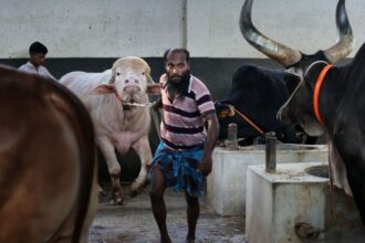 A sacrificial albino buffalo named after U.S. President Donald Trump which recently went viral, is pictured at an agro farm ahead of Eid-al-Adha, in Narayanganj, Bangladesh, May 20, 2026. (REUTERS/Mohammad Ponir Hossain)