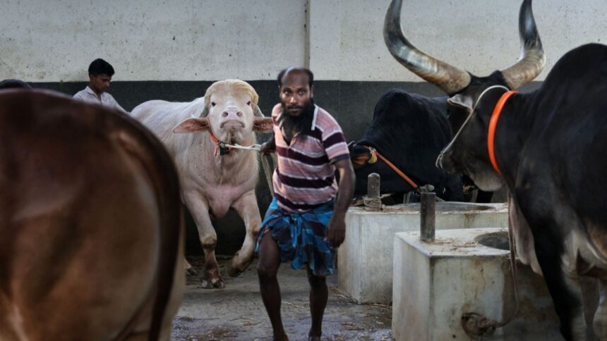 A sacrificial albino buffalo named after U.S. President Donald Trump which recently went viral, is pictured at an agro farm ahead of Eid-al-Adha, in Narayanganj, Bangladesh, May 20, 2026. (REUTERS/Mohammad Ponir Hossain)