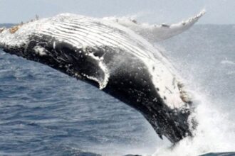 A humpback whale rescued after being stranded on a German sandbank has been found dead near Denmark’s Anholt island. (Representative image)