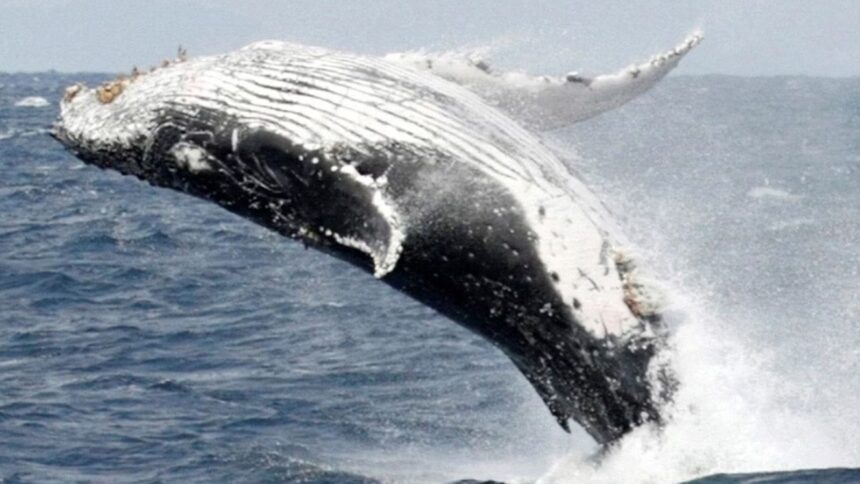 A humpback whale rescued after being stranded on a German sandbank has been found dead near Denmark’s Anholt island. (Representative image)