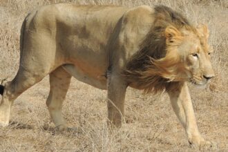 Asiatic lion