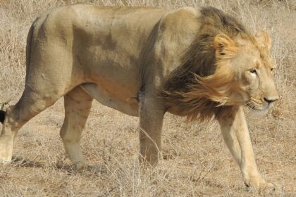 Asiatic lion