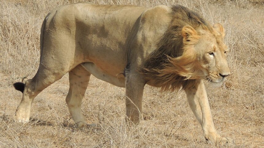 Asiatic lion