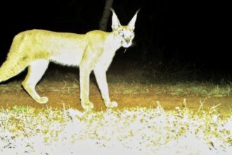 Caracal