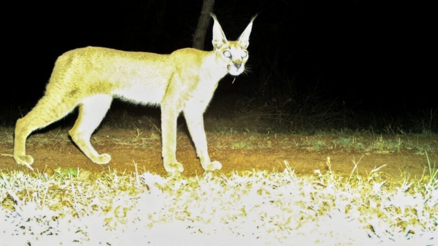 Caracal