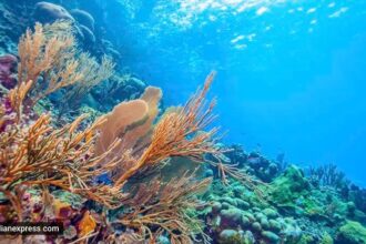Great Nicobar coral translocation, Galathea Bay port project, Great Nicobar mega project, Indian Express news
