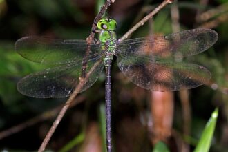 dragonfly