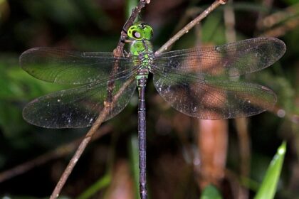 dragonfly