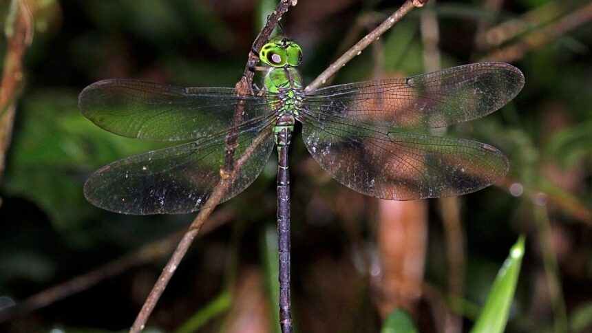 dragonfly