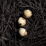 he artificial shells come in various sizes, it may be possible to use bigger artificial eggs to incubate embryos that are too large for the eggshells of living birds. (image for representation: Magnific)