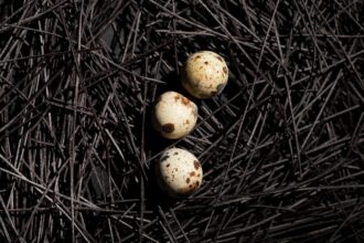 he artificial shells come in various sizes, it may be possible to use bigger artificial eggs to incubate embryos that are too large for the eggshells of living birds. (image for representation: Magnific)