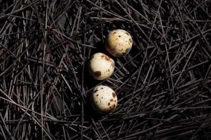 he artificial shells come in various sizes, it may be possible to use bigger artificial eggs to incubate embryos that are too large for the eggshells of living birds. (image for representation: Magnific)