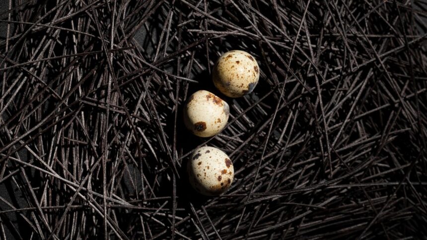he artificial shells come in various sizes, it may be possible to use bigger artificial eggs to incubate embryos that are too large for the eggshells of living birds. (image for representation: Magnific)