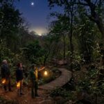 Firefly tourism