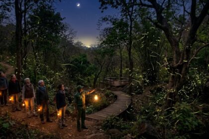 Firefly tourism