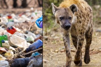 hyenas