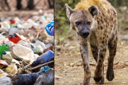 hyenas