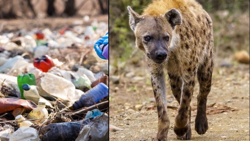 hyenas