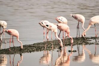 Flamingo
