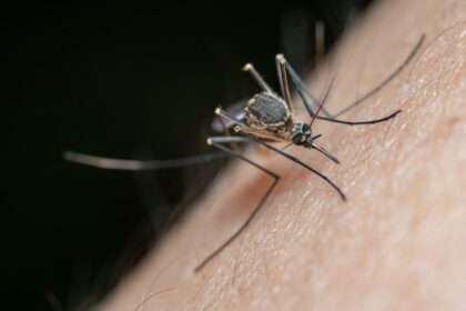 mosquito repellent study, mosquitoes