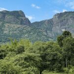 Nilgiri Tahr population rises, Nilgiri Tahr population rises in Tamil Nadu, Tamil Nadu Nilgiri Tahr population, Nilgiri Tahr population, Indian express news, current affairs