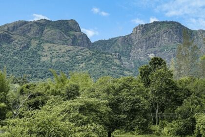 Nilgiri Tahr population rises, Nilgiri Tahr population rises in Tamil Nadu, Tamil Nadu Nilgiri Tahr population, Nilgiri Tahr population, Indian express news, current affairs