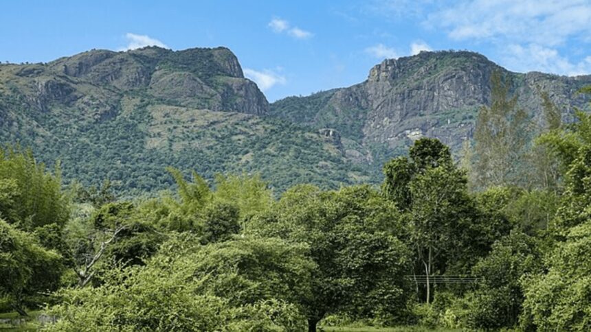 Nilgiri Tahr population rises, Nilgiri Tahr population rises in Tamil Nadu, Tamil Nadu Nilgiri Tahr population, Nilgiri Tahr population, Indian express news, current affairs