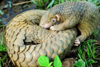 Pangolin