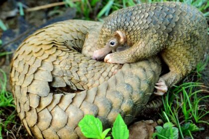 Pangolin