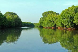 Pichavaram Mangrove Forest