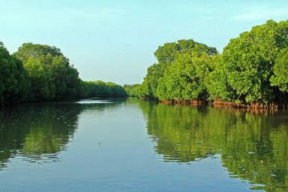 Pichavaram Mangrove Forest