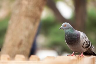 Pigeon