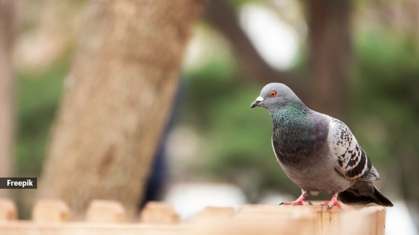 Pigeon