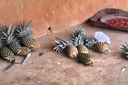 As the fruit seeks to make its presence officially felt in the national capital, the government of the second-smallest northeast Indian state says it has already decided on the next big steps in its bid to make ‘Tripura Pineapple’ a global brand.