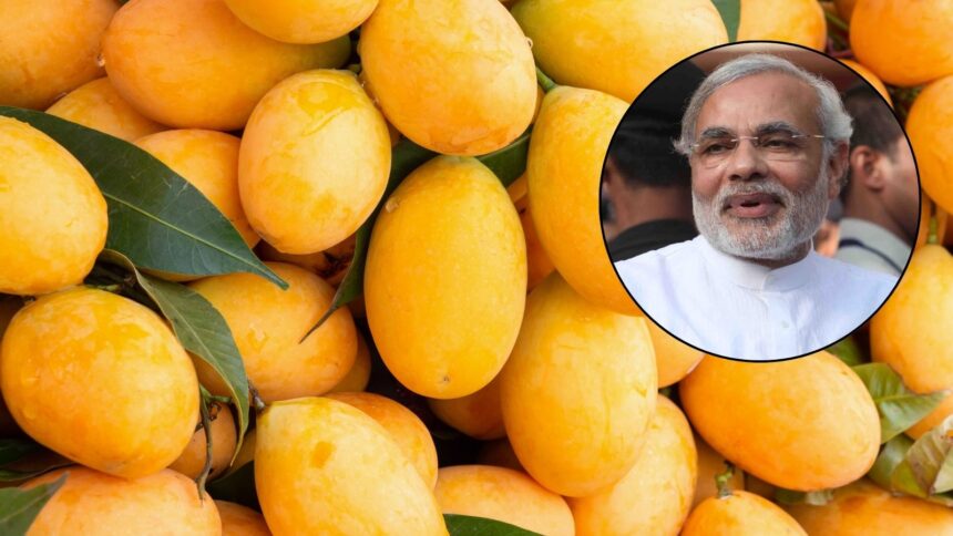 Indian mango varieties including Alphonso, Kesar and Langda