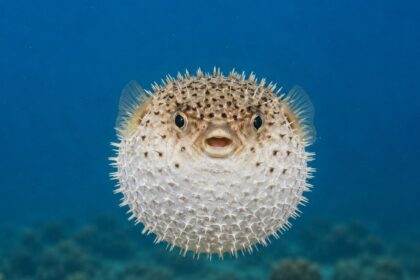 'Puffer-fishing' in dating