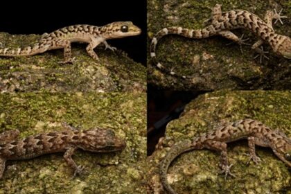 gecko