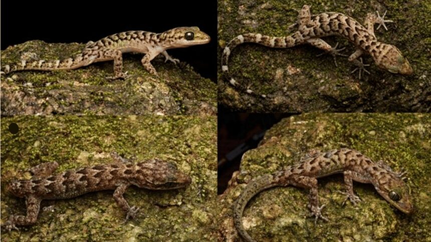 gecko