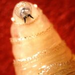 screwworm