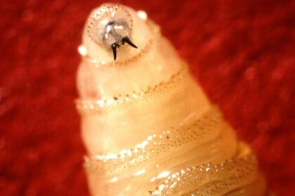 screwworm