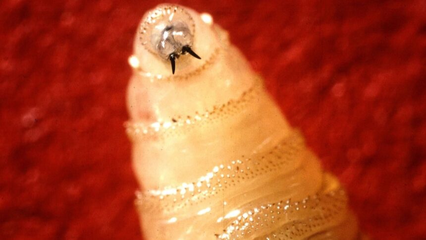 screwworm