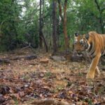 A stray tigress finds a new home, giving a struggling Chhattisgarh reserve hope of revival