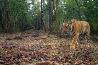 A stray tigress finds a new home, giving a struggling Chhattisgarh reserve hope of revival