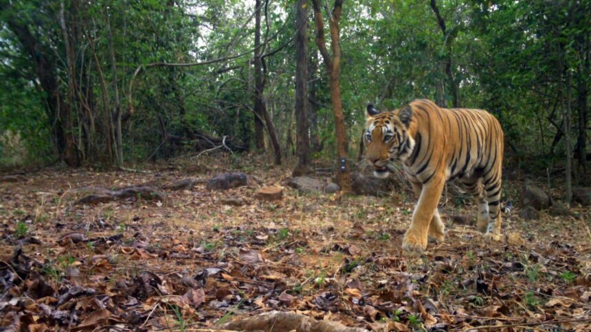 A stray tigress finds a new home, giving a struggling Chhattisgarh reserve hope of revival