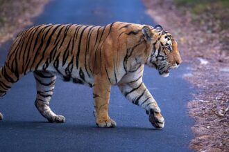 tiger