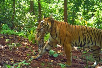How runaway tigress’s cubs could save Similipal’s big cat population