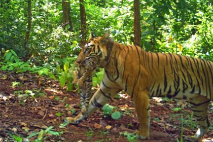 How runaway tigress’s cubs could save Similipal’s big cat population