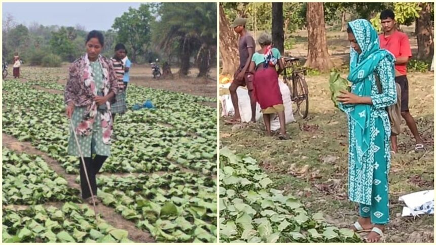 A corruption scandal and an opportunity: How 2 tribal women stepped into leadership roles in Naxal-hit Sukma